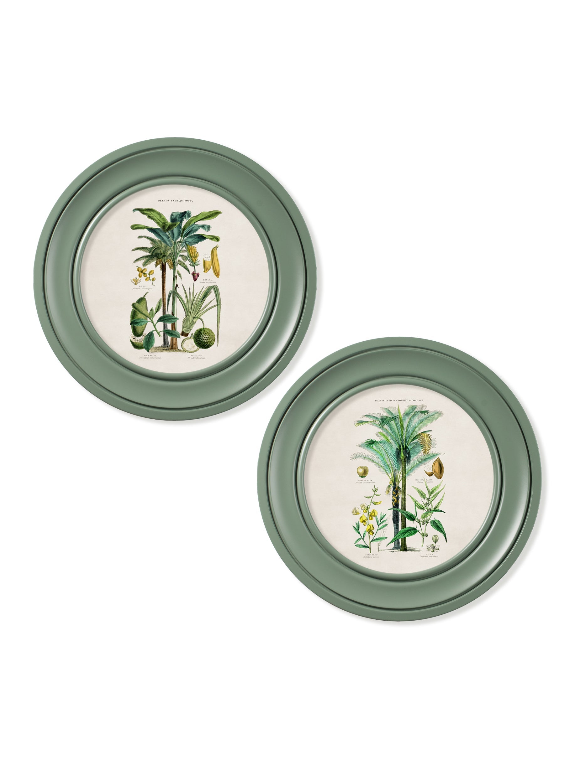 c 1877 tropical plants used as food and clothing round frame green in size 44 x 44cm - glass-fronted framed wall art print with solid wood frame, ideal for contemporary home styling