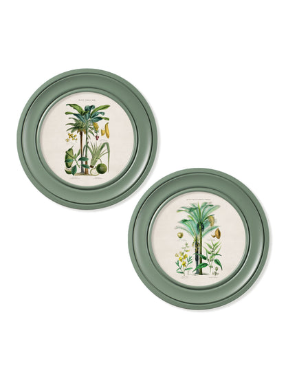 c 1877 tropical plants used as food and clothing round frame green in size 44 x 44cm - glass-fronted framed wall art print with solid wood frame, ideal for contemporary home styling