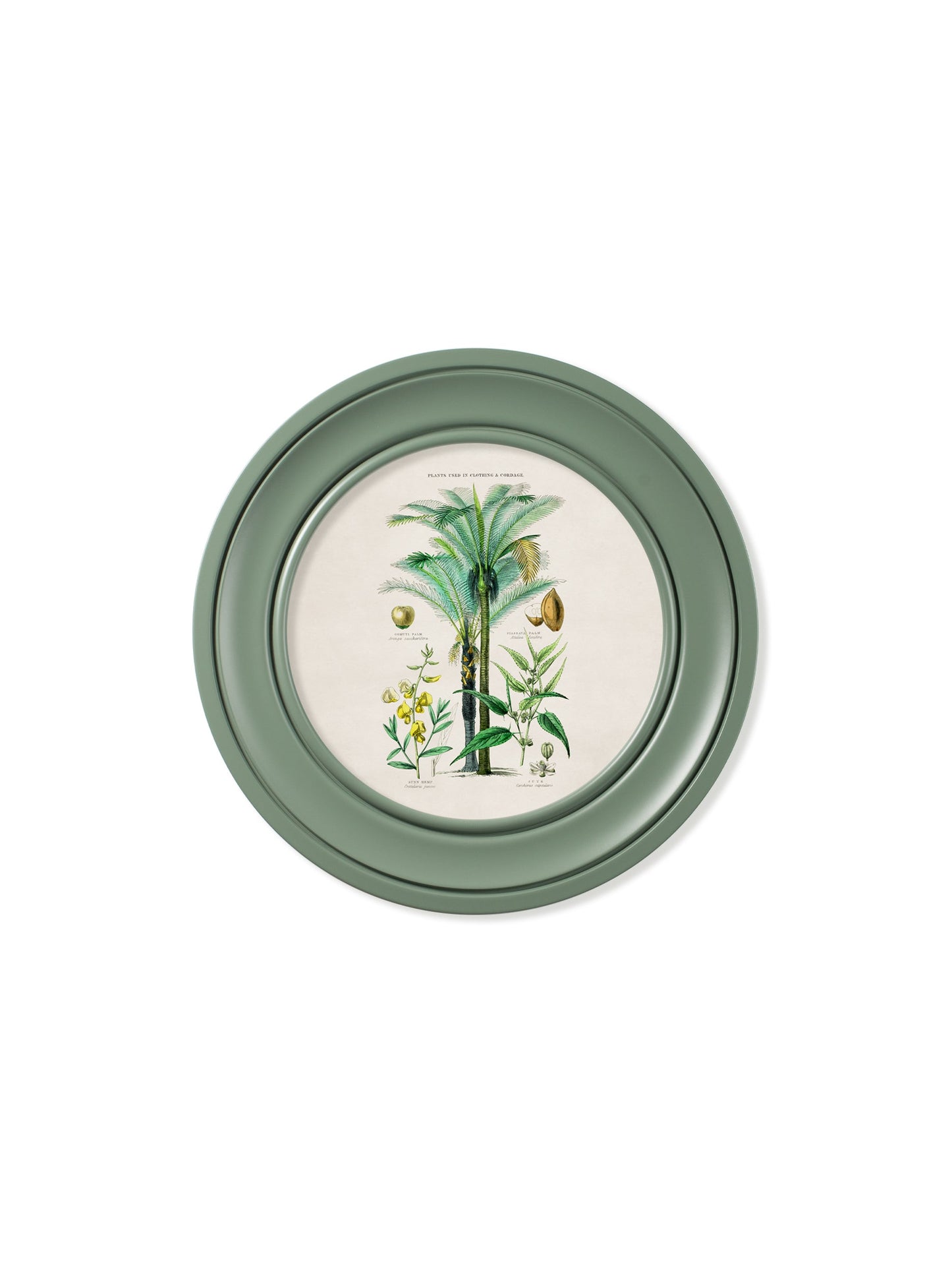 c 1877 tropical plants used as food and clothing round frame green in size 70 x 70cm - glass-fronted framed wall art print with solid wood frame, perfect for luxury home decor