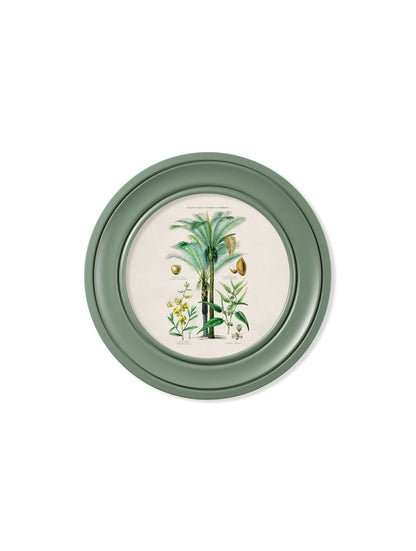 c 1877 tropical plants used as food and clothing round frame green in size 70 x 70cm - glass-fronted framed wall art print with solid wood frame, perfect for luxury home decor