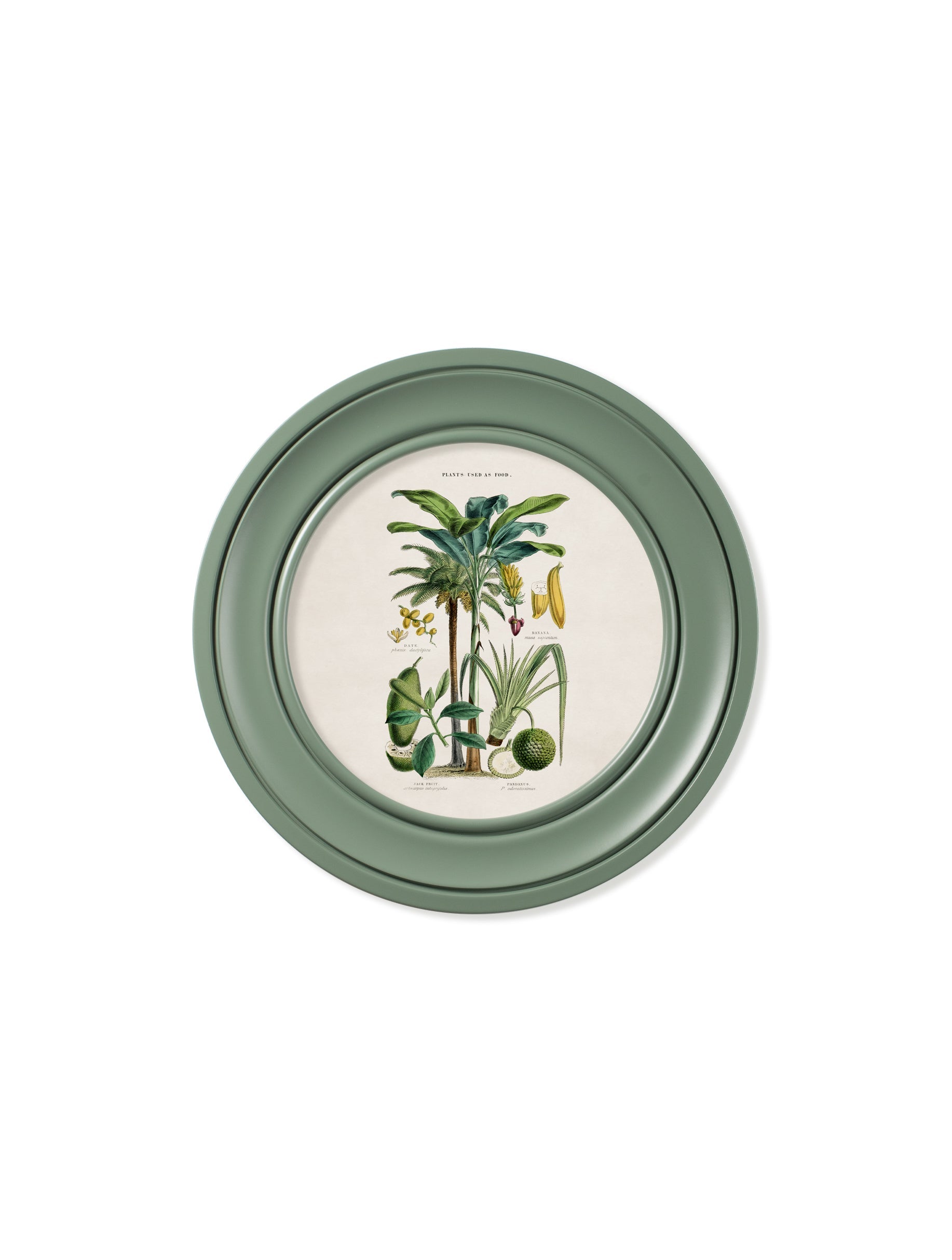 c 1877 tropical plants used as food and clothing round frame green in size 44 x 44cm - glass-fronted framed wall art print with solid wood frame, ideal for modern interiors