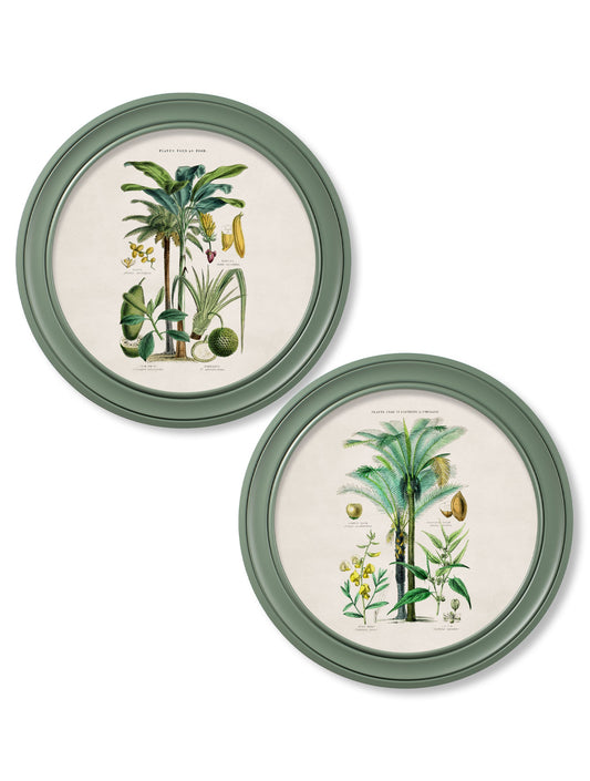 c.1877 Tropical Plants Used as Food and Clothing - Round Frame Green in size 44 x 44cm - glass-fronted framed wall art print with solid wood frame, adds elegance to your decor