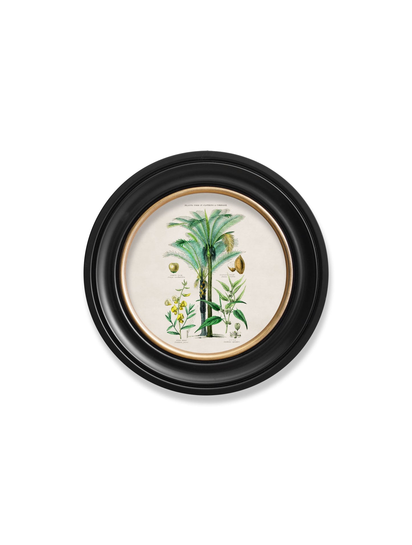 c 1877 tropical plants used as food and clothing round frame 1 in size 44 x 44cm - glass-fronted framed wall art print with solid wood frame, designed for high-end interior design