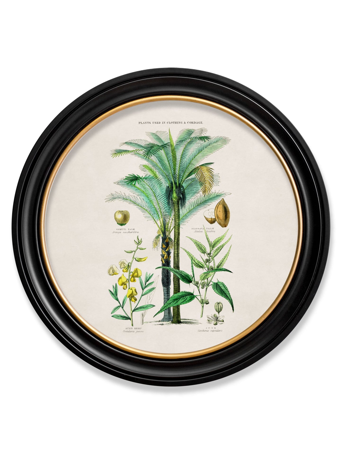 c 1877 tropical plants used as food and clothing round frame 1 in size 70 x 70cm - glass-fronted framed wall art print with solid wood frame, ideal for modern interiors