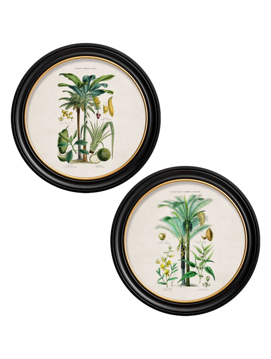 c.1877 Tropical Plants Used as Food and Clothing - Round Frame in size 44 x 44cm - glass-fronted framed wall art print with solid wood frame, designed for high-end interior design