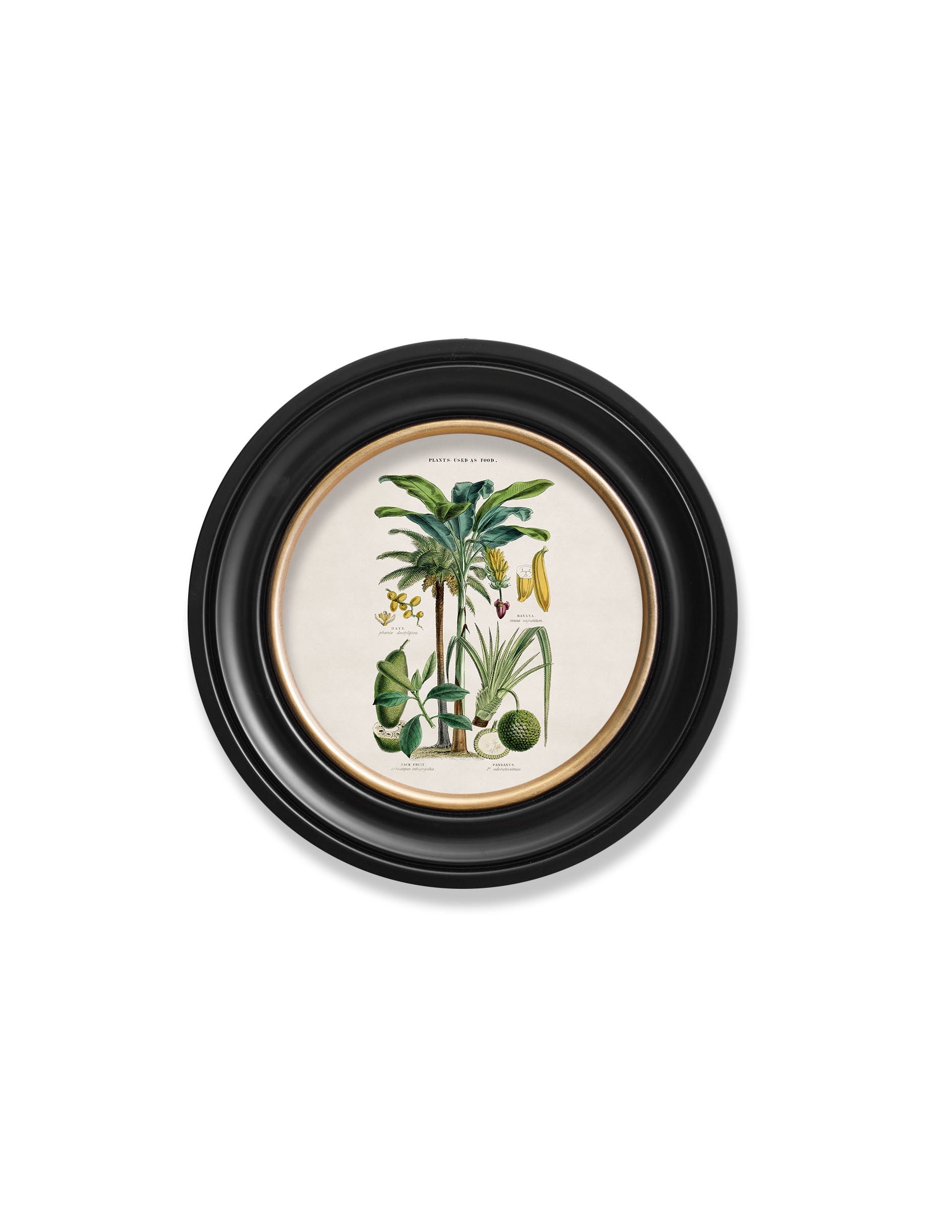 c 1877 tropical plants used as food and clothing round frame 1 in size 70 x 70cm - glass-fronted framed wall art print with solid wood frame, luxury wall art for sophisticated spaces