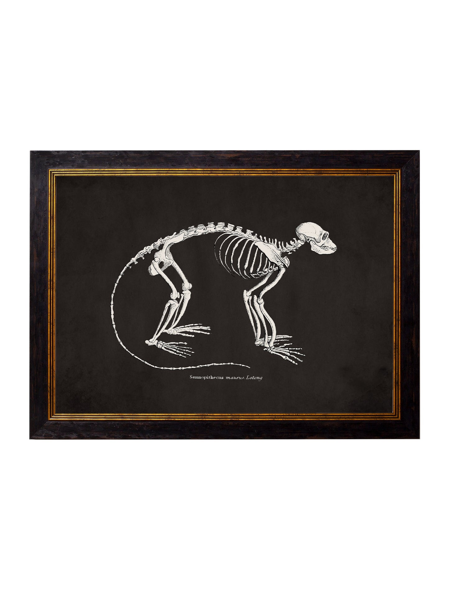 c 1870 anatomical skeletons dark in size 38 x 50cm - glass-fronted framed wall art print with solid wood frame, ideal for contemporary home styling