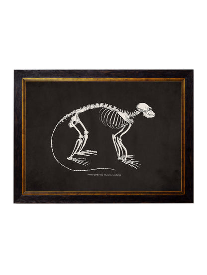 c 1870 anatomical skeletons dark in size 38 x 50cm - glass-fronted framed wall art print with solid wood frame, ideal for contemporary home styling