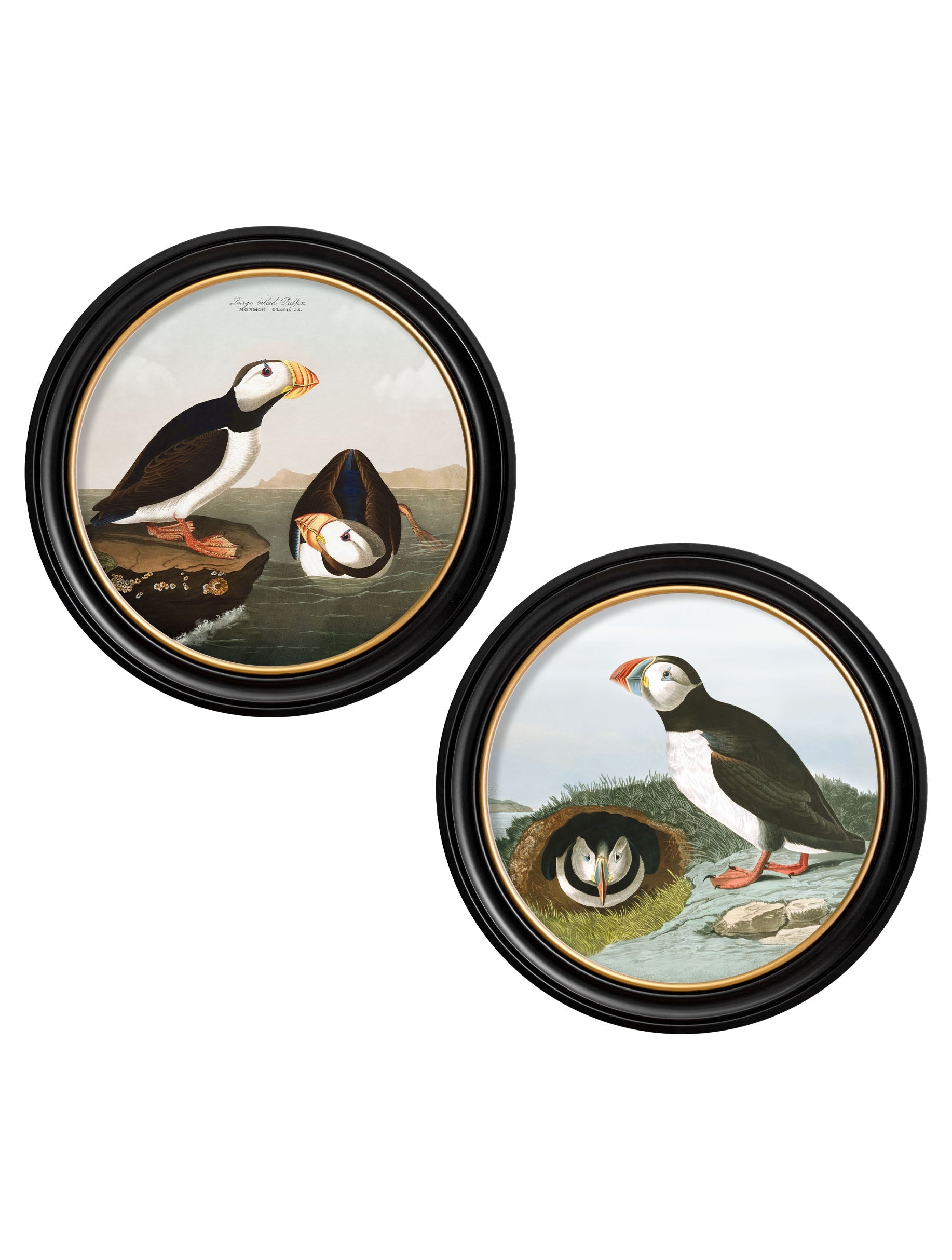 c.1838 Audubon's Puffins - Round Frame in size 44 x 44 cm - glass-fronted framed wall art print with solid wood frame, adds elegance to your decor