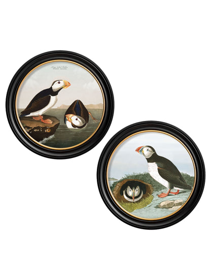 c.1838 Audubon's Puffins - Round Frame in size 44 x 44 cm - glass-fronted framed wall art print with solid wood frame, adds elegance to your decor