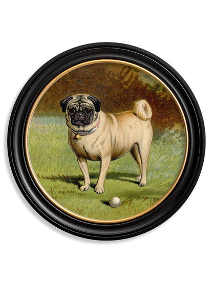 c 1881 dogs round frame in size 70 x 70cm - glass-fronted framed wall art print with solid wood frame, perfect for statement wall decor