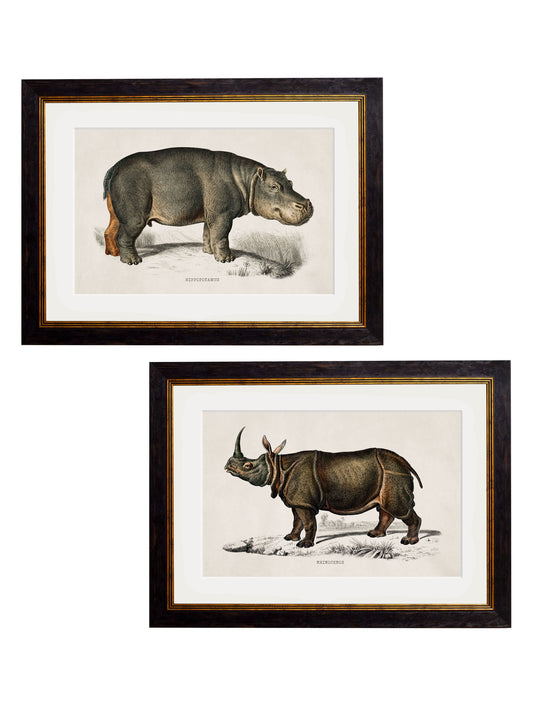c.1846 Rhino & Hippo in size 38 x 50cm - glass-fronted framed wall art print with solid wood frame, designed for high-end interior design