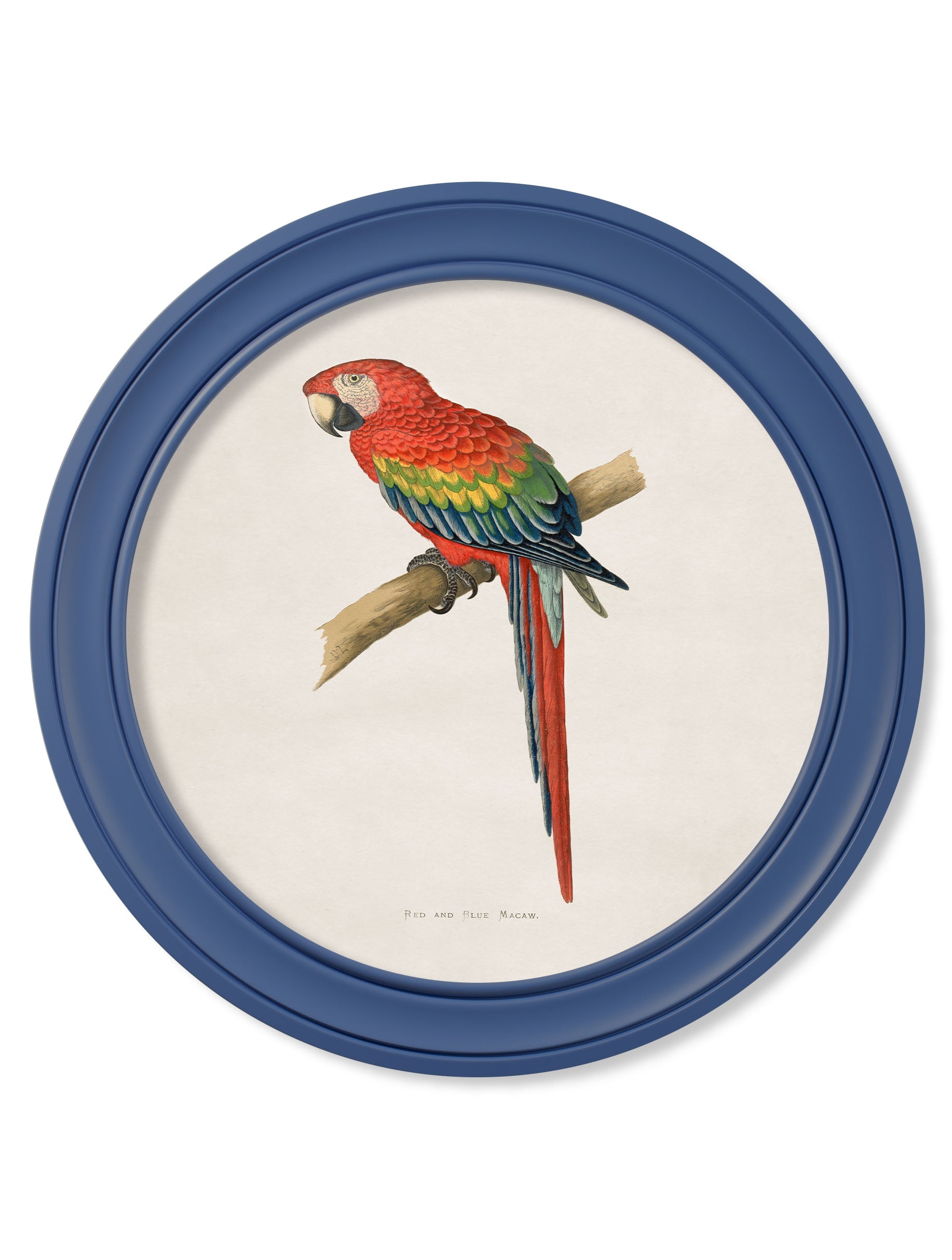 c 1884 collection of macaws in round frames red in size 70 x 70cm - glass-fronted framed wall art print with solid wood frame, perfect for luxury home decor