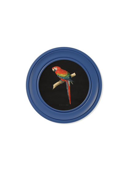 c 1884 collection of macaws in round frames blue in size 70 x 70cm - glass-fronted framed wall art print with solid wood frame, luxury wall art for sophisticated spaces