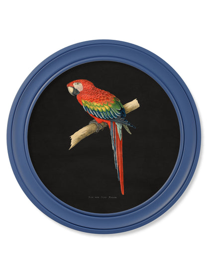 c 1884 collection of macaws in round frames blue in size 70 x 70cm - glass-fronted framed wall art print with solid wood frame, ideal for contemporary home styling