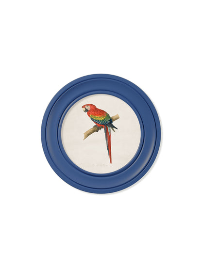 c 1884 collection of macaws in round frames red in size 44 x 44cm - glass-fronted framed wall art print with solid wood frame, adds elegance to your decor