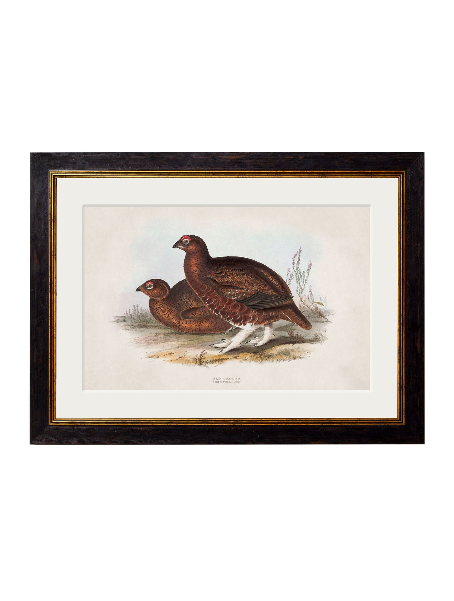 c 1837s british game birds in size 38 x 50cm - glass-fronted framed wall art print with solid wood frame, perfect for luxury home decor
