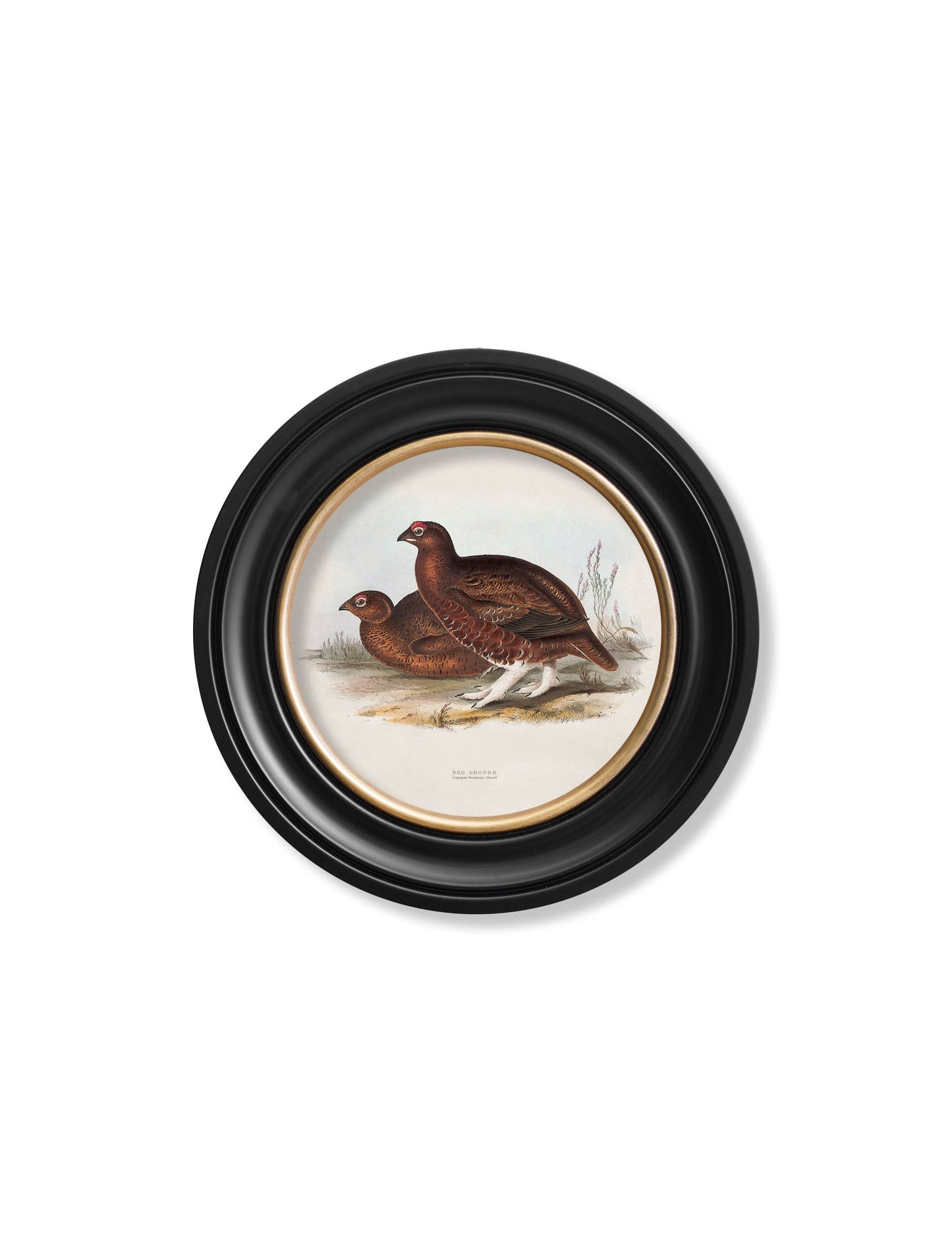 c 1837s british game birds round in size 44 x 44cm - glass-fronted framed wall art print with solid wood frame, perfect for luxury home decor