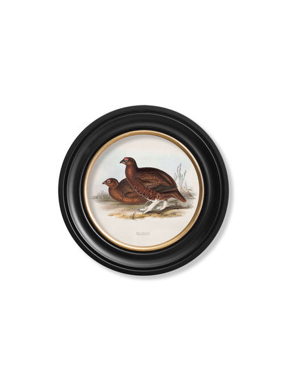 c 1837s british game birds round in size 44 x 44cm - glass-fronted framed wall art print with solid wood frame, perfect for luxury home decor