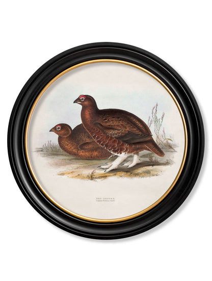 c 1837s british game birds round in size 70 x 70cm - glass-fronted framed wall art print with solid wood frame, a beautiful addition to stylish homes