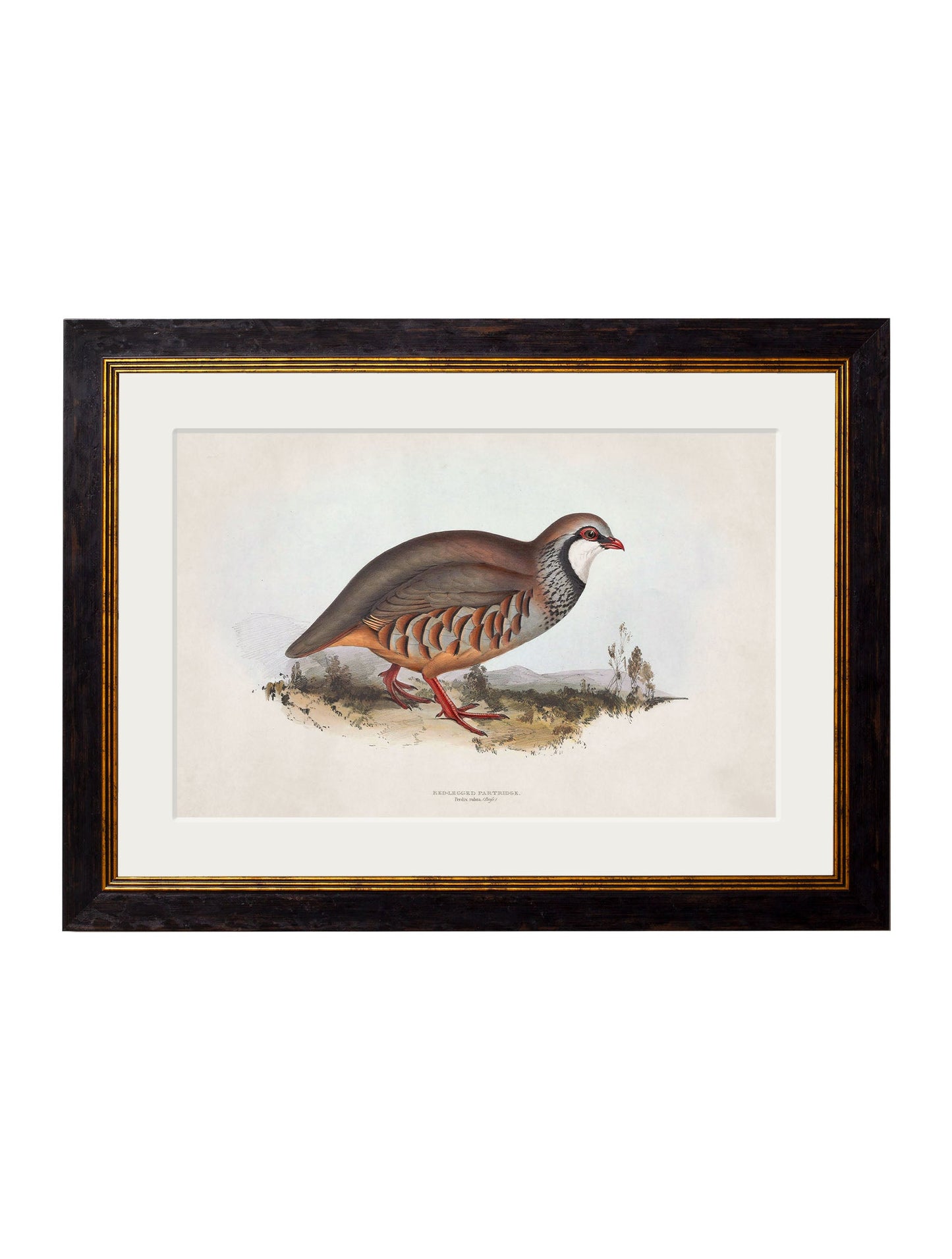 c 1837s british game birds in size 38 x 50cm - glass-fronted framed wall art print with solid wood frame, designed for high-end interior design