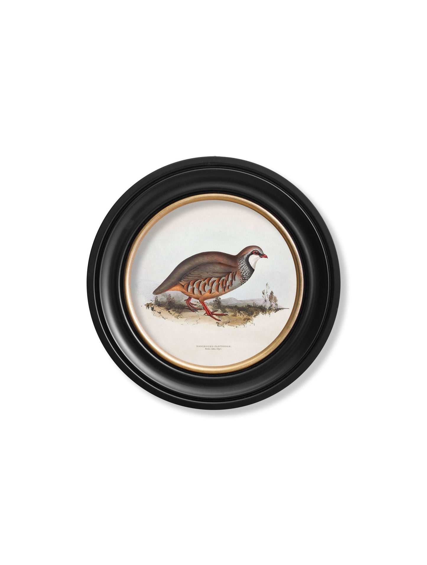 c 1837s british game birds round in size 70 x 70cm - glass-fronted framed wall art print with solid wood frame, perfect for luxury home decor