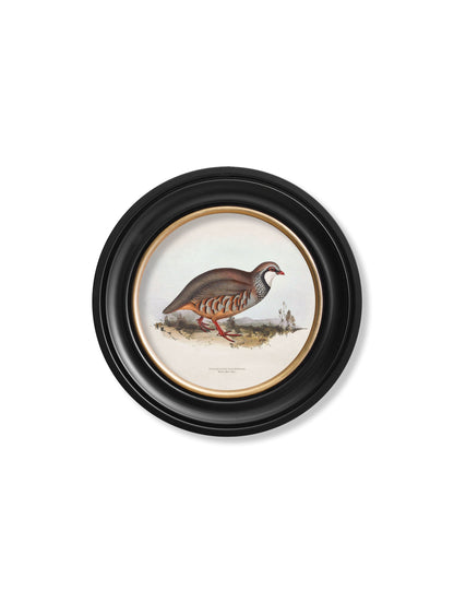 c 1837s british game birds round in size 70 x 70cm - glass-fronted framed wall art print with solid wood frame, perfect for luxury home decor