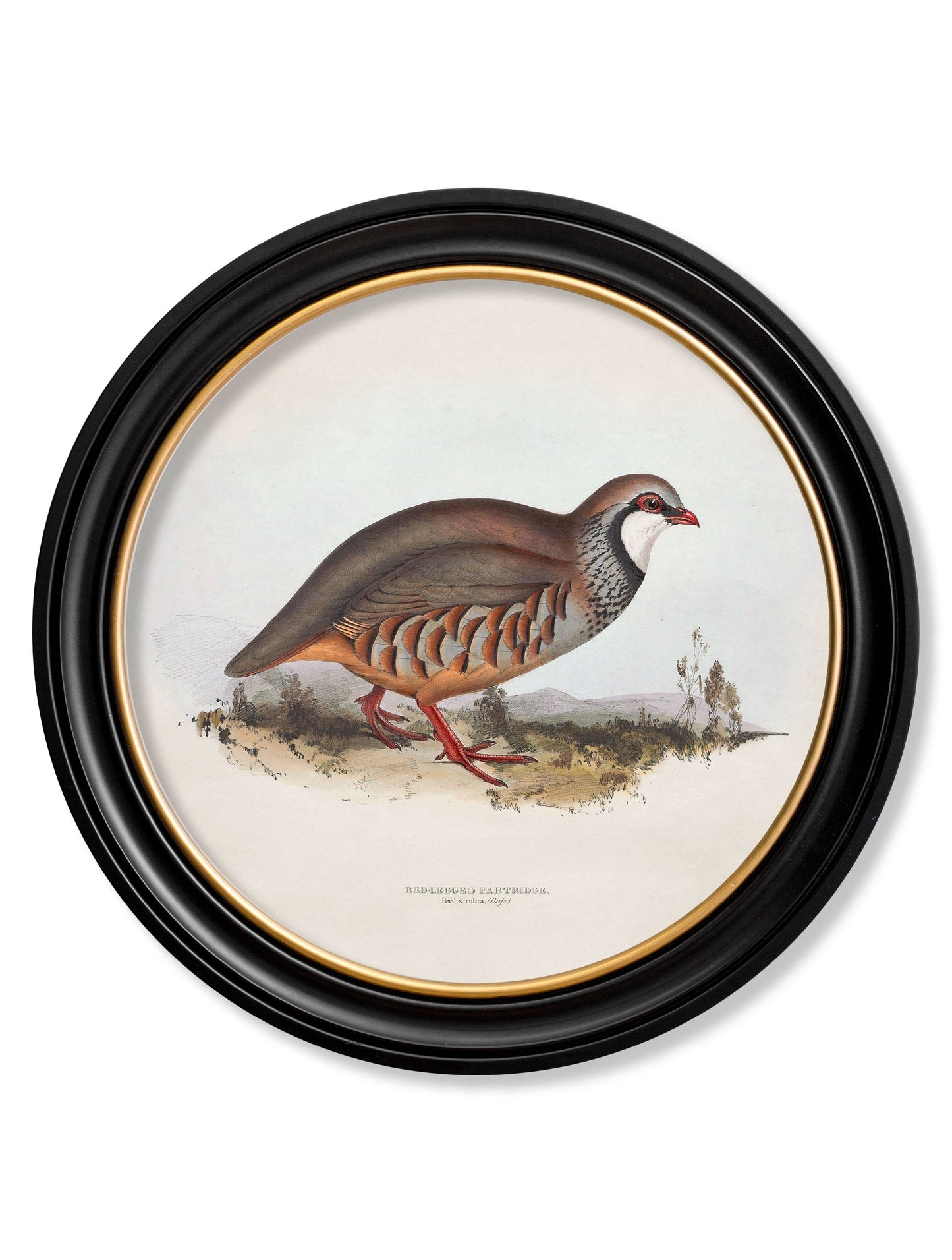 c 1837s british game birds round in size 70 x 70cm - glass-fronted framed wall art print with solid wood frame, perfect for statement wall decor