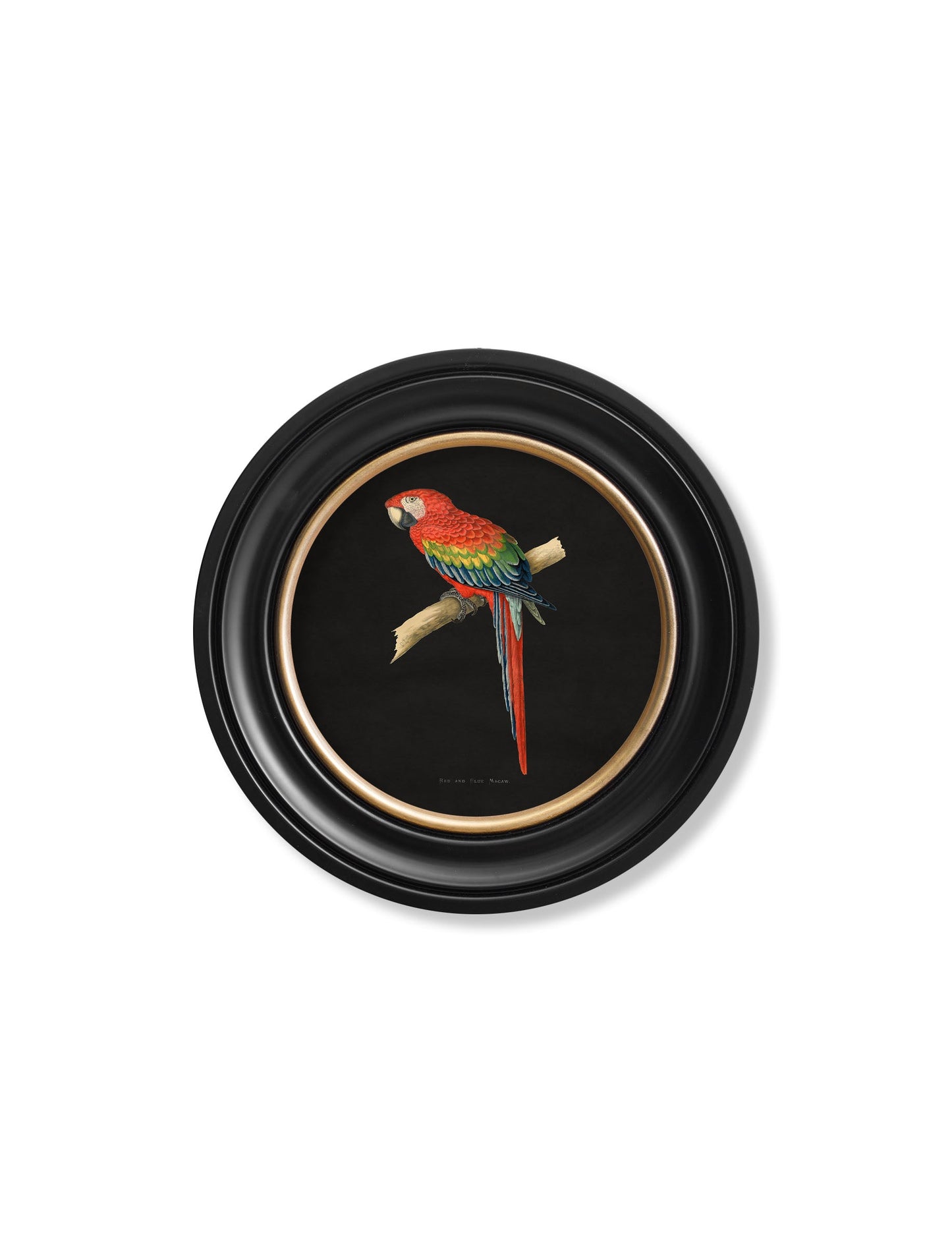 c 1884 collection of macaws in round frames black in size 44 x 44cm - glass-fronted framed wall art print with solid wood frame, luxury wall art for sophisticated spaces