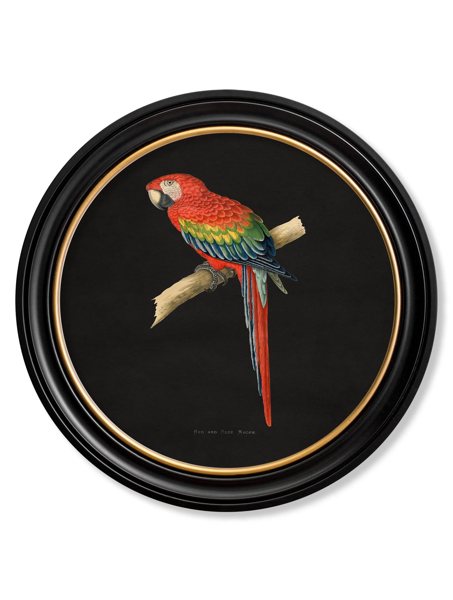 c 1884 collection of macaws in round frames black in size 70 x 70cm - glass-fronted framed wall art print with solid wood frame, designed for high-end interior design