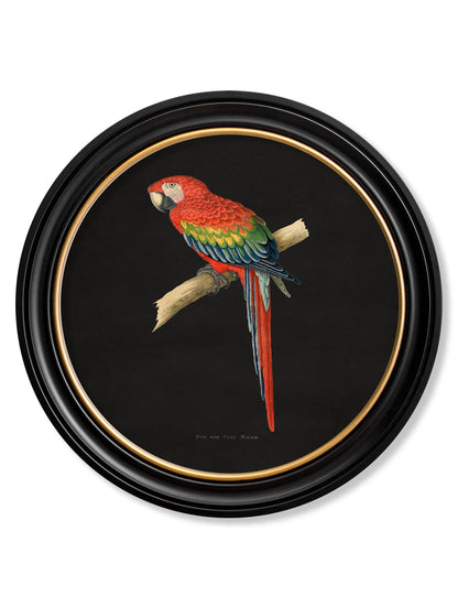c 1884 collection of macaws in round frames black in size 70 x 70cm - glass-fronted framed wall art print with solid wood frame, designed for high-end interior design
