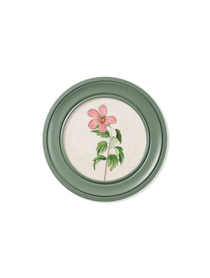 c 1780 flowering plants round frame green in size 70 x 70cm - glass-fronted framed wall art print with solid wood frame, perfect for luxury home decor