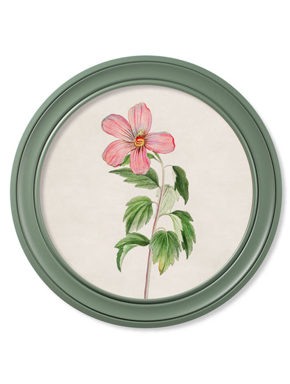 c 1780 flowering plants round frame green in size 70 x 70cm - glass-fronted framed wall art print with solid wood frame, perfect for luxury home decor