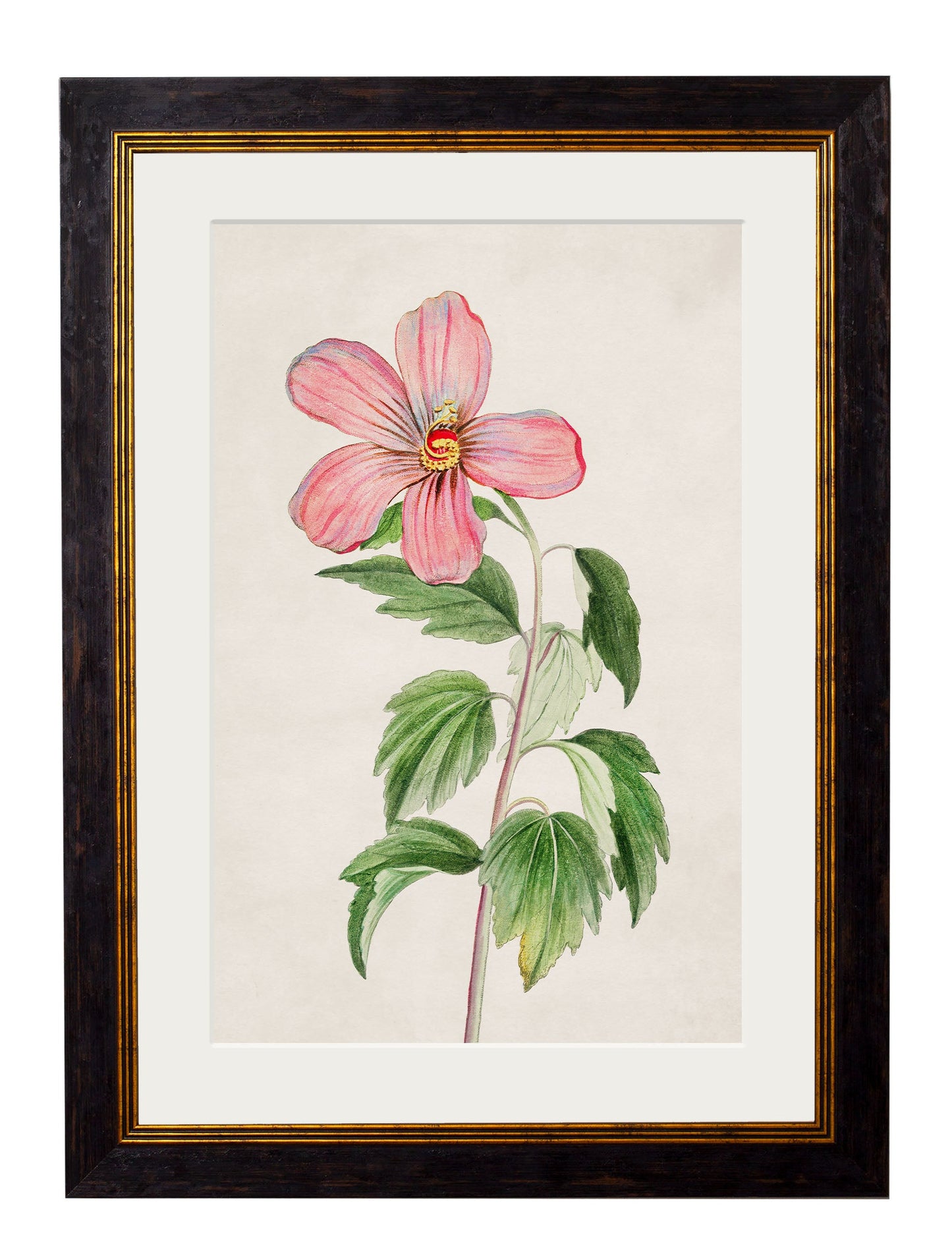 c 1780 flowering plants in size 38 x 50cm - glass-fronted framed wall art print with solid wood frame, designed for high-end interior design