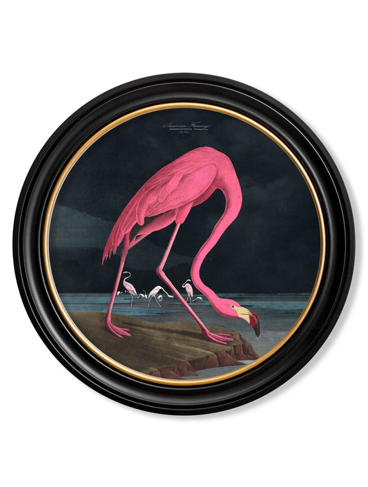 c.1838 Audubon's Flamingo - Dark - Round Frame in size 44 x 44cm - glass-fronted framed wall art print with solid wood frame, designed for high-end interior design
