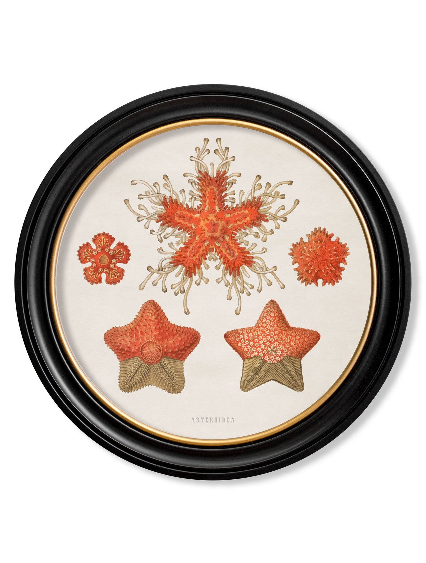 c 1904 haeckel sealife round frames in size 70 x 70cm - glass-fronted framed wall art print with solid wood frame, ideal for contemporary home styling