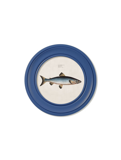 c 1785 goldfish and golden orfe round frame blue in size 70 x 70cm - glass-fronted framed wall art print with solid wood frame, ideal for contemporary home styling