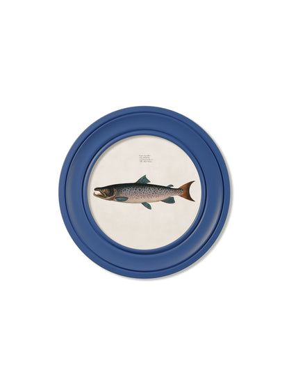 c 1785 goldfish and golden orfe round frame blue in size 44 x 44 cm - glass-fronted framed wall art print with solid wood frame, ideal for modern interiors