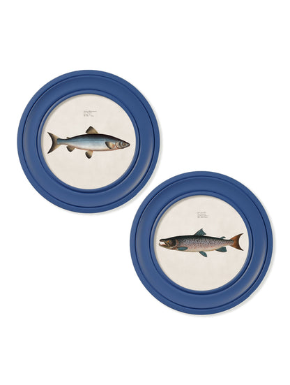 c 1785 goldfish and golden orfe round frame blue in size 44 x 44 cm - glass-fronted framed wall art print with solid wood frame, designed for high-end interior design