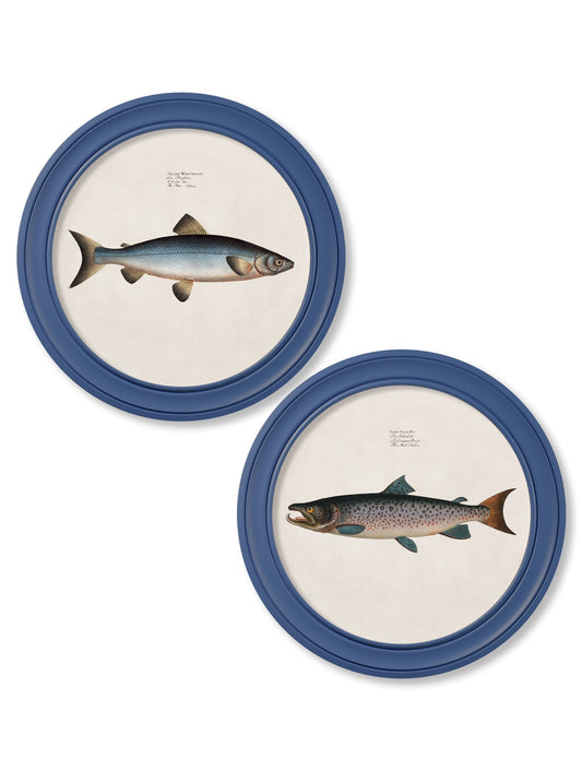 c.1785 Studies of Salmon - Round Frame Blue in size 44 x 44 cm - glass-fronted framed wall art print with solid wood frame, adds elegance to your decor