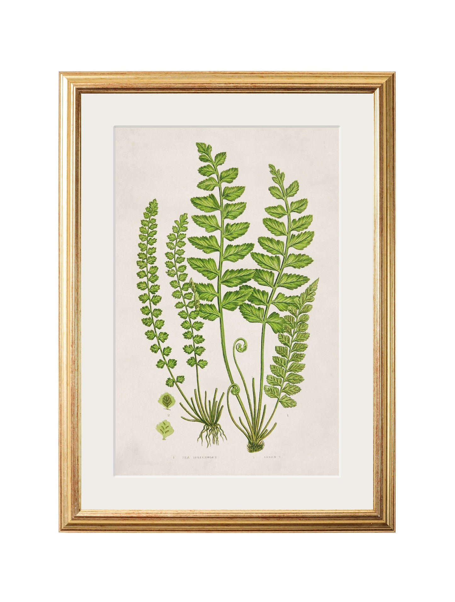 collection of 6 ferns in size 38 x 50cm - glass-fronted framed wall art print with solid wood frame, perfect for luxury home decor