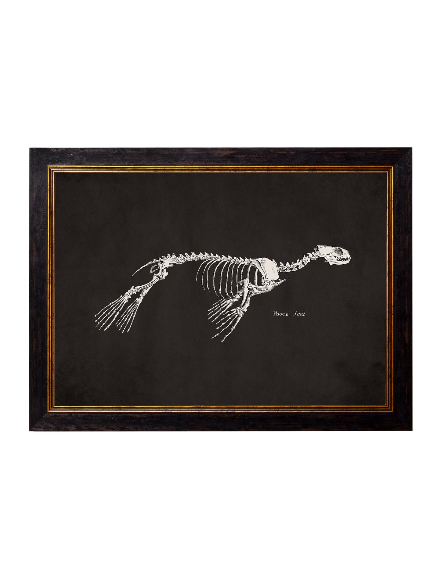 c 1870 anatomical skeletons dark in size 38 x 50cm - glass-fronted framed wall art print with solid wood frame, ideal for modern interiors