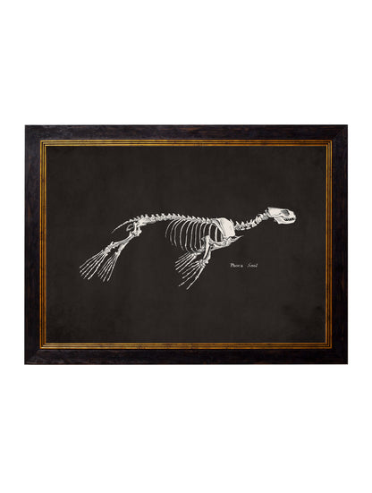 c 1870 anatomical skeletons dark in size 38 x 50cm - glass-fronted framed wall art print with solid wood frame, ideal for modern interiors