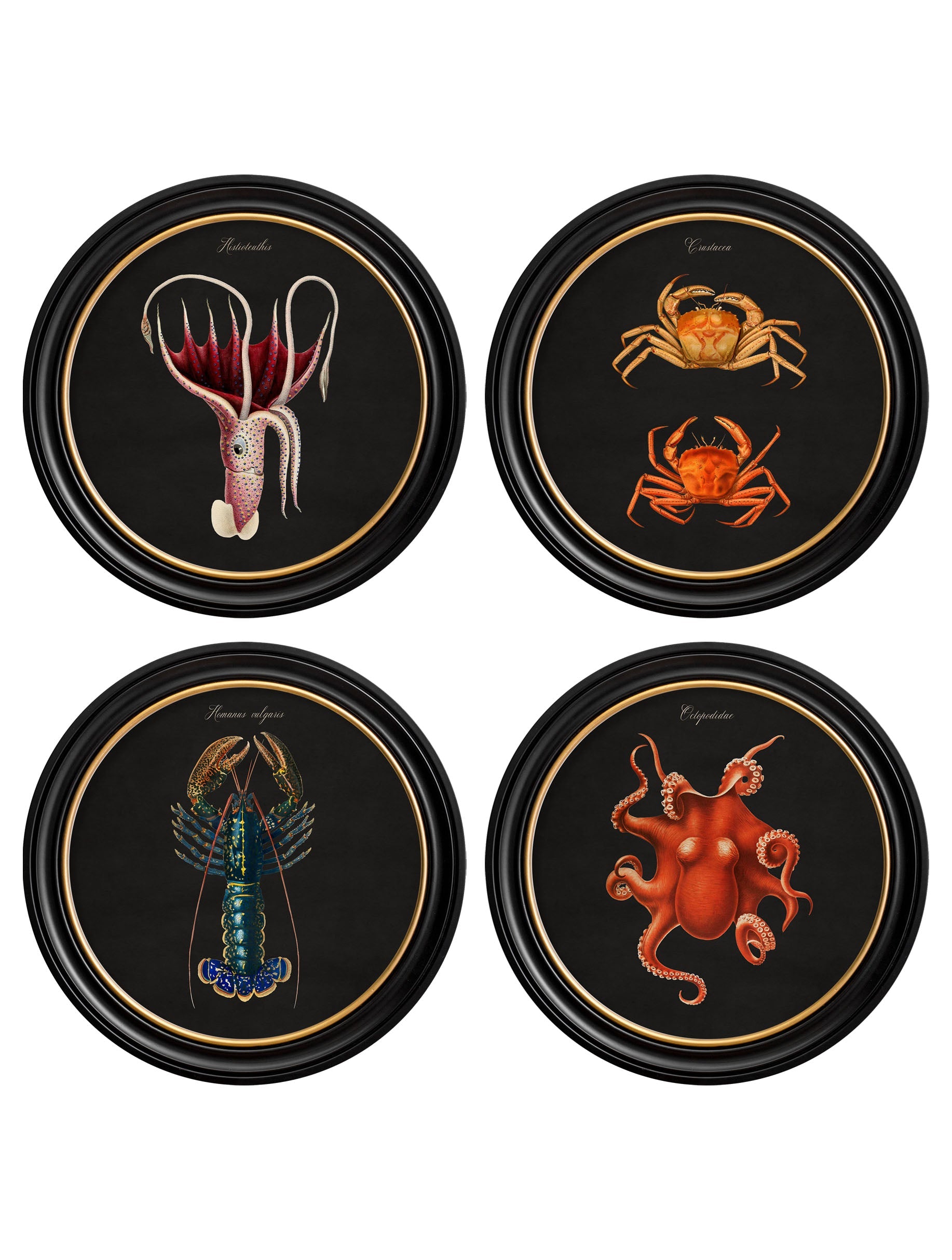 C.1876 Marine Animals in Round Frames - Black in size 44 x 44cm - glass-fronted framed wall art print with solid wood frame, luxury wall art for sophisticated spaces