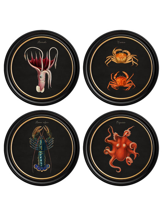 C.1876 Marine Animals in Round Frames - Black in size 44 x 44cm - glass-fronted framed wall art print with solid wood frame, luxury wall art for sophisticated spaces