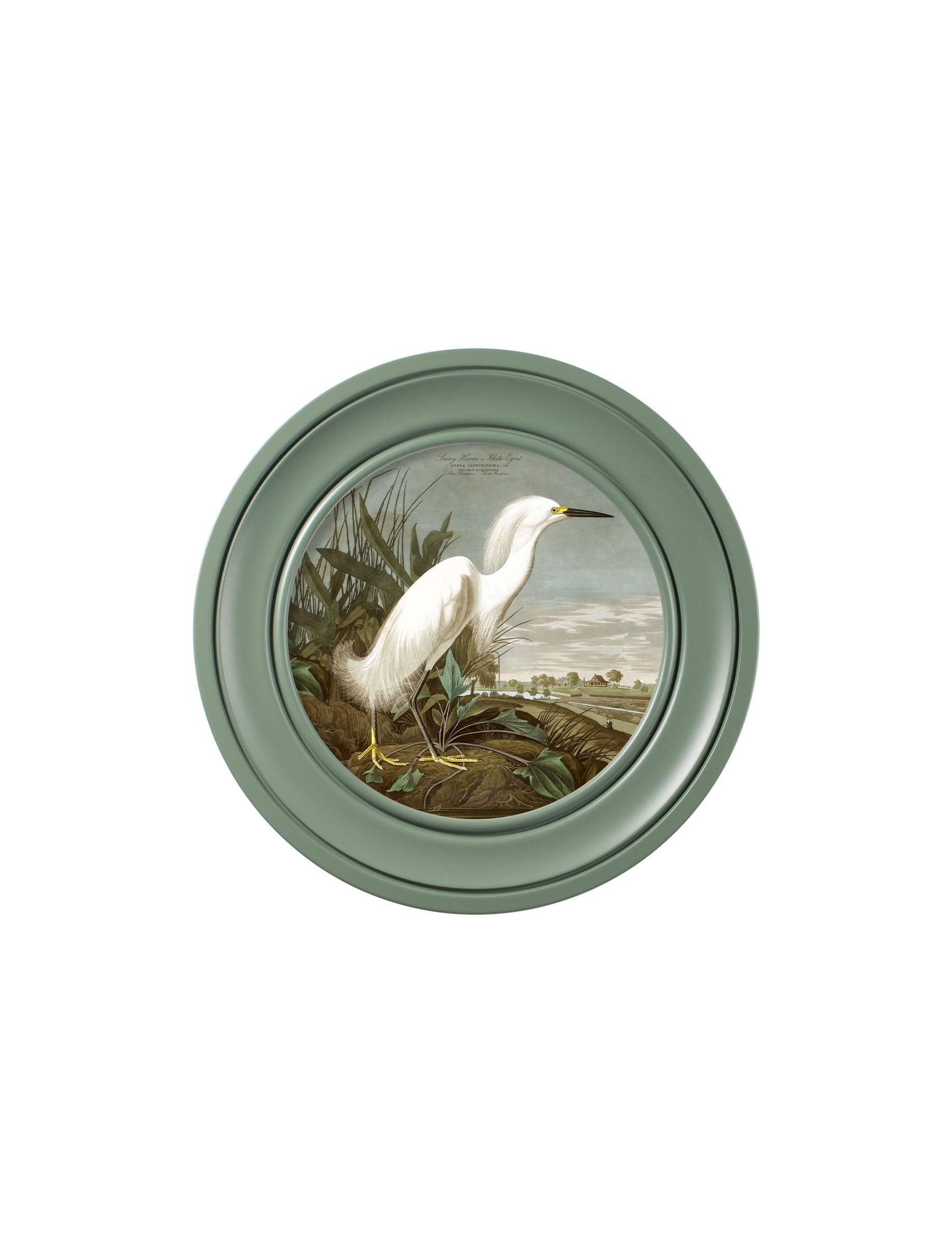 c 1838 audubons snowy heron in green frame in size 96 x 96cm - glass-fronted framed wall art print with solid wood frame, a beautiful addition to stylish homes