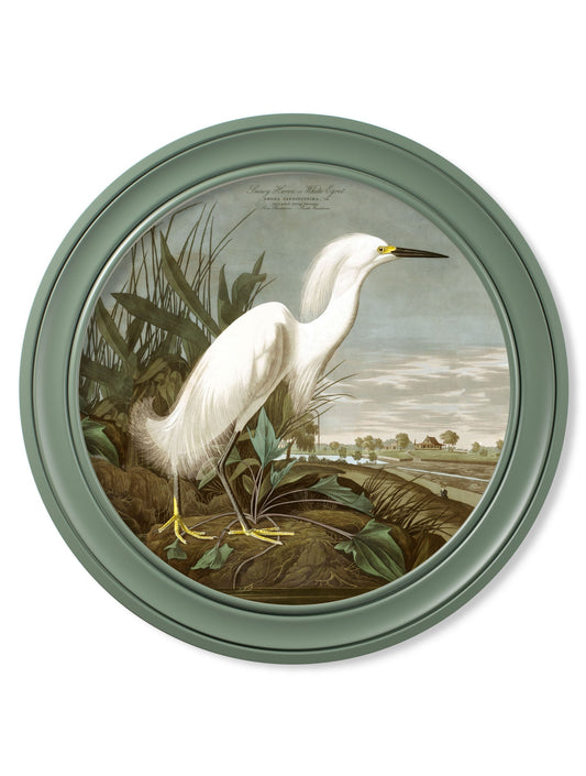 c.1838 Audubon's Snowy Heron in Green Frame in size 44 x 44cm - glass-fronted framed wall art print with solid wood frame, ideal for contemporary home styling