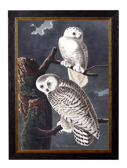 c 1838 audubons owls in size 38 x 50cm - glass-fronted framed wall art print with solid wood frame, perfect for luxury home decor