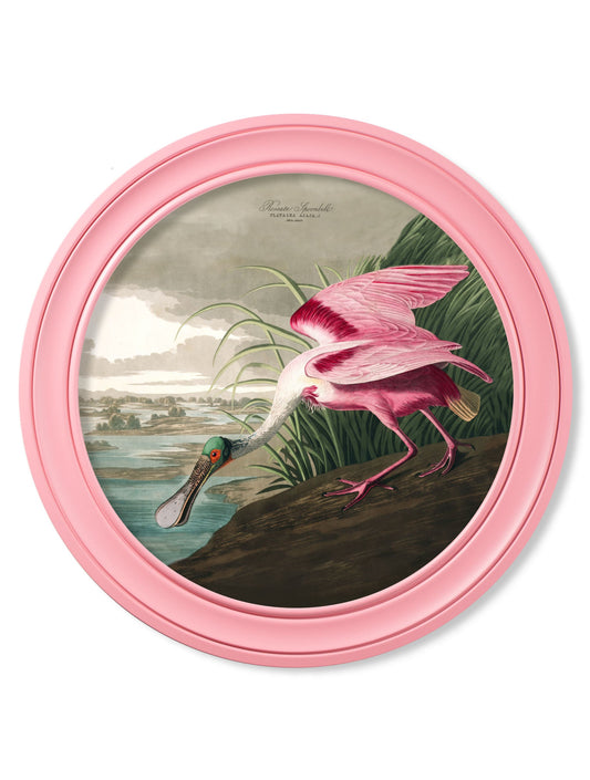 c.1838 Audubon's Spoonbill in Pink Frame in size 44 x 44cm - glass-fronted framed wall art print with solid wood frame, designed for high-end interior design