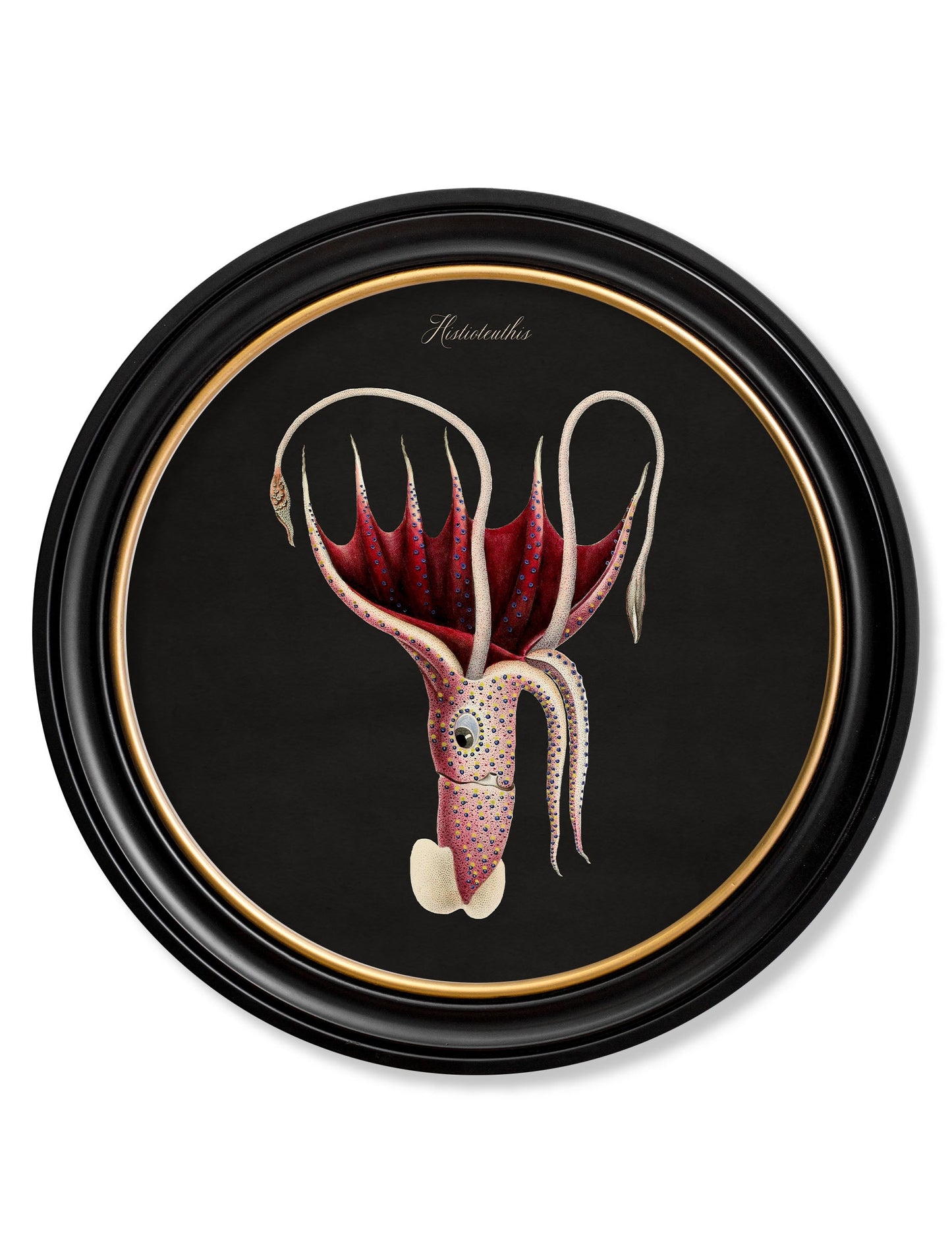 c 1876 marine animals in round frames black in size 70 x 70cm - glass-fronted framed wall art print with solid wood frame, perfect for luxury home decor